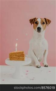 Portrait of one year old brown and white jack russel terrier dog poses near table, blows candle on appetizing birthday cake, has party at home, isolated on pink background. Domestic animals and pets.
