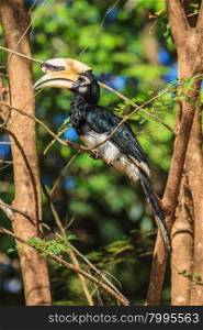 Portrait of Oriental pied hornbill (Anthracoceros albirostris) on the branch in nature