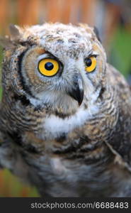 Portrait of owl with yellow eyes, soft focus