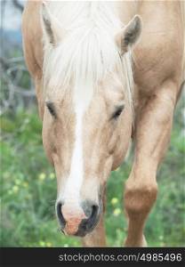 portrait of palomino stallion of quarterhorse breed. close up