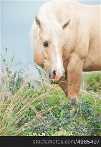 portrait of palomino stallion of quarterhorse breed. Liberty