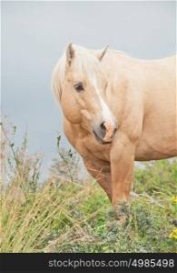 portrait of palomino stallion of quarterhorse breed. liberty