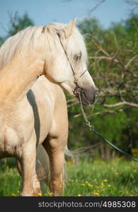 portrait of palomino welsh cob