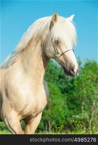 portrait of palomino welsh pony in motion