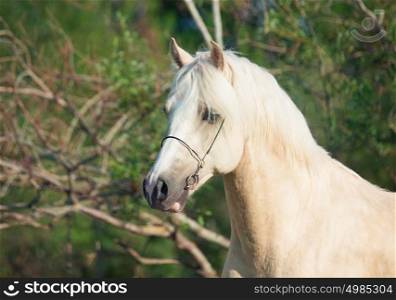 portrait of palomino welsh pony stallion
