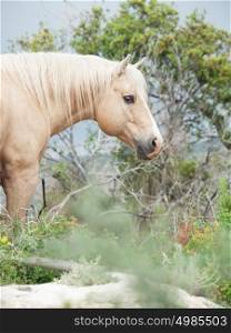 portrait of palomino wild stallion of quarterhorse breed.