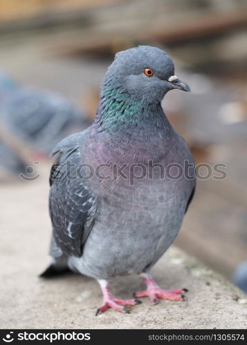 portrait of pigeon