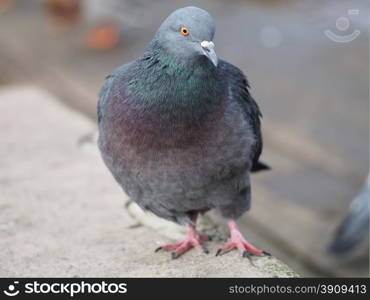 portrait of pigeon