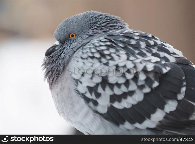 portrait of pigeon on the waterfront