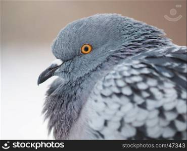 portrait of pigeon on the waterfront