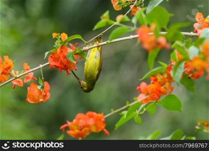 Portrait of Plain Sunbird(Anthreptes simplex) with the flower in nature