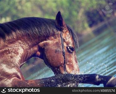 portrait of playing bay horse in the lake.