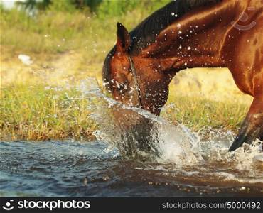 portrait of playing bay horse in the lake.