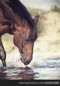 portrait of playing bay horse in the lake. close up