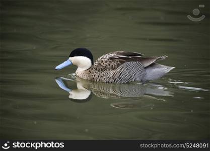 Portrait of Puna Teal Anas Puna duck bird on water in Spring