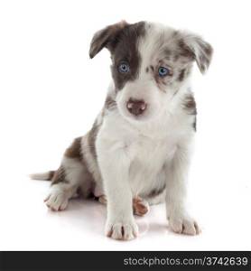 portrait of puppy border collie in front of white background