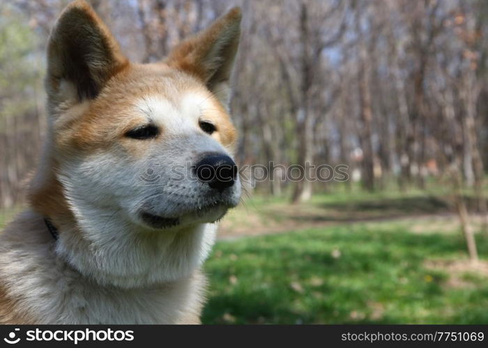 Portrait of puppy of Japanese dog Akita Inu