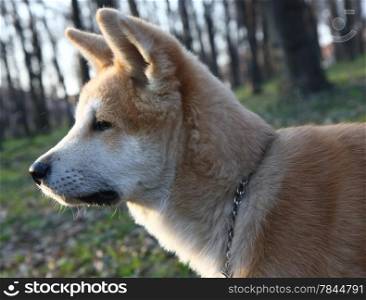 Portrait of puppy of Japanese dog Akita Inu