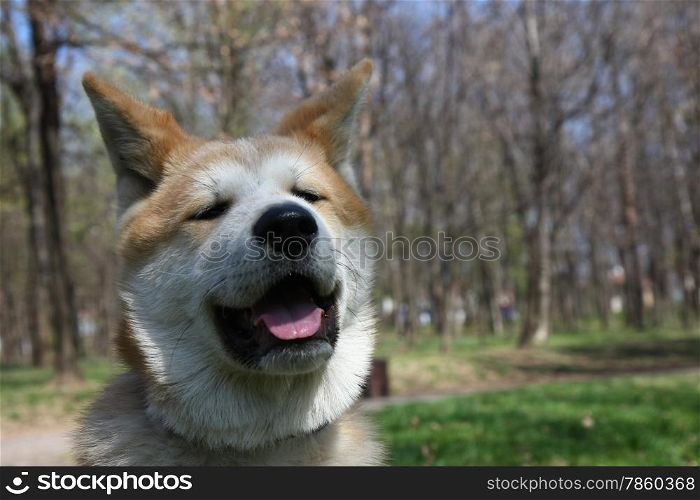Portrait of puppy of Japanese dog Akita Inu