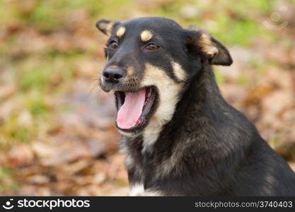 Portrait of puppy Shepherd dog