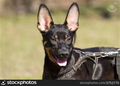 Portrait of puppy Shepherd dog
