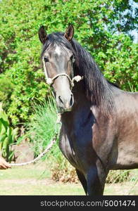 portrait of pure-bred Andalusian grey stallion. Spain