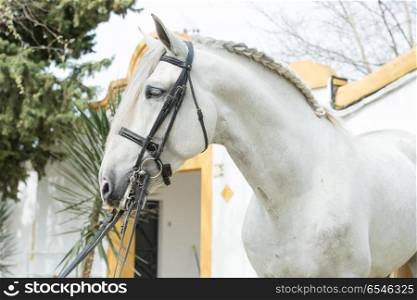 portrait of purebred Andalusian stallion in dressage bridle