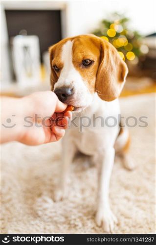 Portrait of purebred beagle dog sitting on floor and eating treat from hand.in bright room. Pet concept. Portrait of purebred beagle dog sitting on floor and eating treat from hand.
