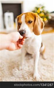 Portrait of purebred beagle dog sitting on floor and eating treat from hand.in bright room. Pet concept. Portrait of purebred beagle dog sitting on floor and eating treat from hand.