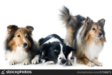 portrait of purebred border collie and shetland sheepdogs in front of white background