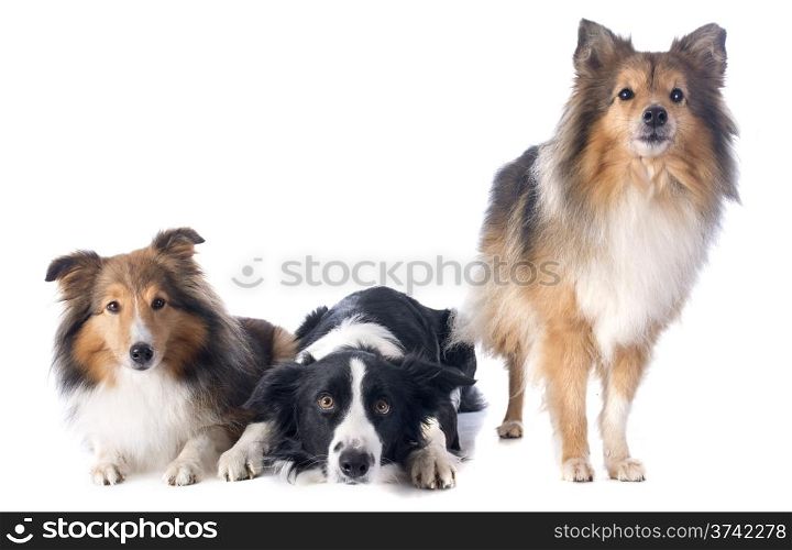 portrait of purebred border collie and shetland sheepdogs in front of white background