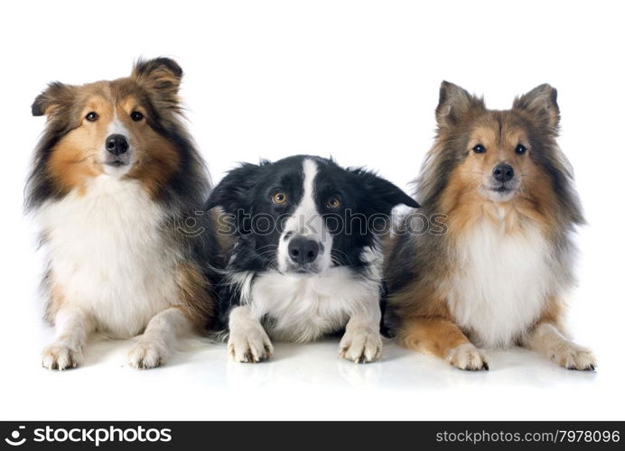 portrait of purebred border collie and shetland sheepdogs in front of white background