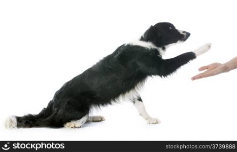portrait of purebred border collie in front of white background