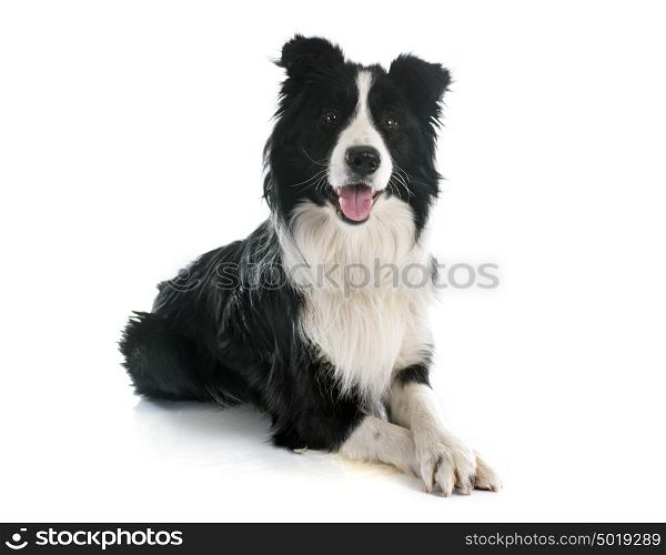 portrait of purebred border collie in front of white background