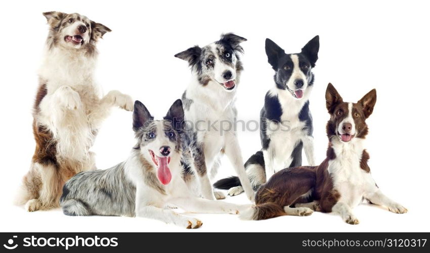 portrait of purebred border collies in front of white background