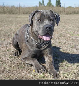 portrait of purebred italian mastiff in the nature