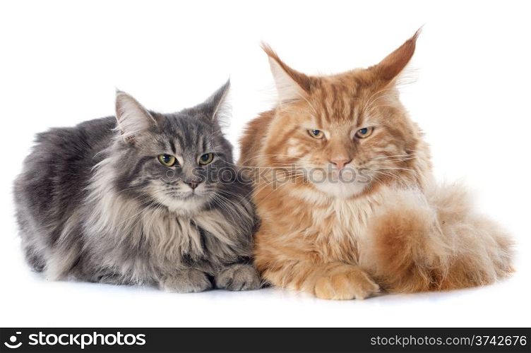portrait of purebred maine coon cats on a white background