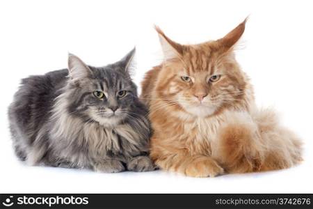 portrait of purebred maine coon cats on a white background