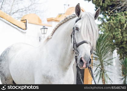 portrait of purebred PRE stallion in dressage bridle. Andalusia. Spain