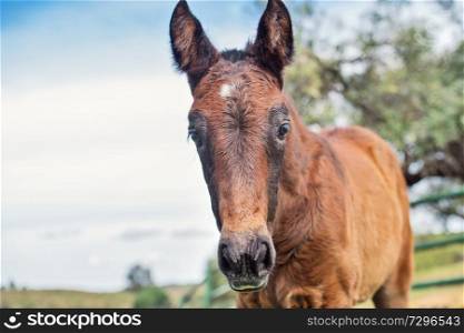 portrait of purebred spanish foal posing in olive garden. Andalusia. Spain