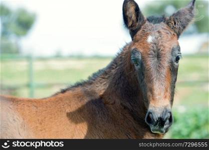 portrait of purebred spanish foal posing in olive garden. Andalusia. Spain