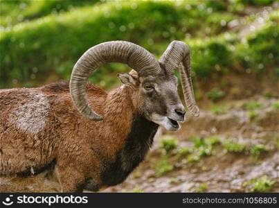Portrait of Ram on the Pasture, Germany . Portrait of Ram