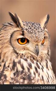 portrait of real owl orange eyes penetrating gaze, vertical and isolated
