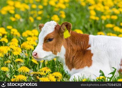 Portrait of red and white newborn calf lying in pasture with blooming yellow dandelions