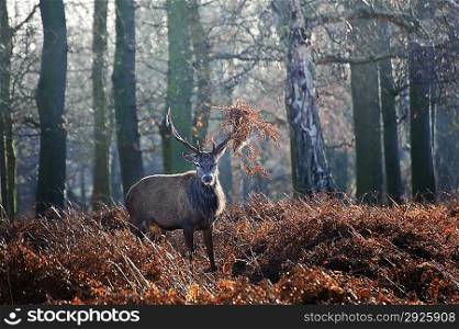 Portrait of red deer stag in forest landscape scene in Autumn Fall Winter setting