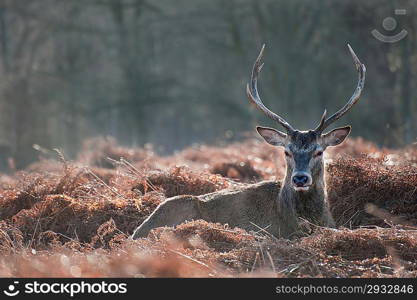 Portrait of red deer stag in forest landscape scene in Autumn Fall Winter setting