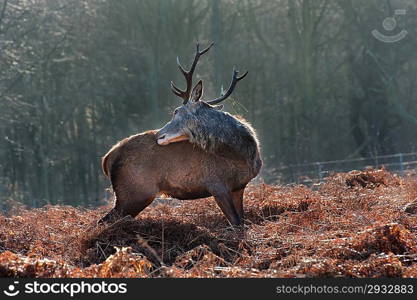 Portrait of red deer stag in forest landscape scene in Autumn Fall Winter setting