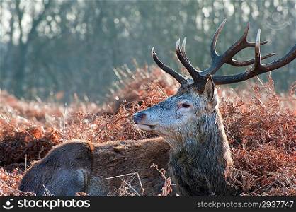 Portrait of red deer stag in forest landscape scene in Autumn Fall Winter setting