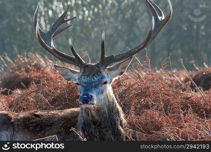 Portrait of red deer stag in forest landscape scene in Autumn Fall Winter setting