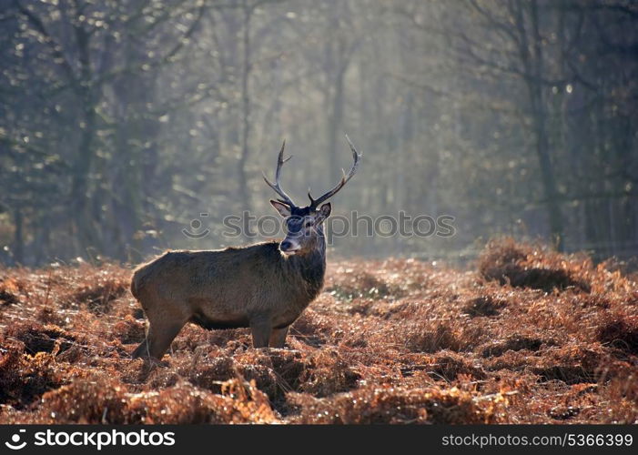 Portrait of red deer stag in forest landscape scene in Autumn Fall Winter setting